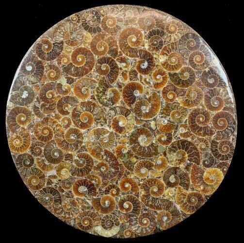 Plate Made Of Agatized Ammonite Fossils #51051